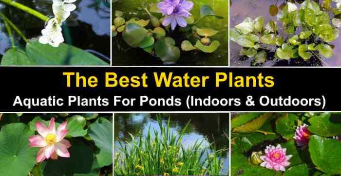 What plants can live in water