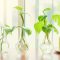 How to Plant Pothos in Water