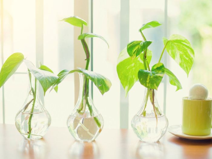 How to plant pothos in water