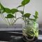 Can Plants Grow in Just Water?