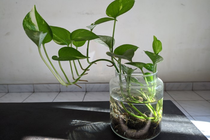 Can plants grow in just water