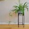 How to Grow Spider Plants in Water