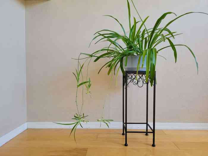 How to grow spider plants in water