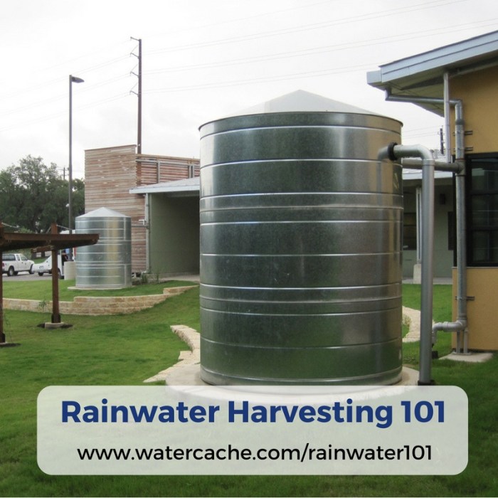 How to collect rain water for plants