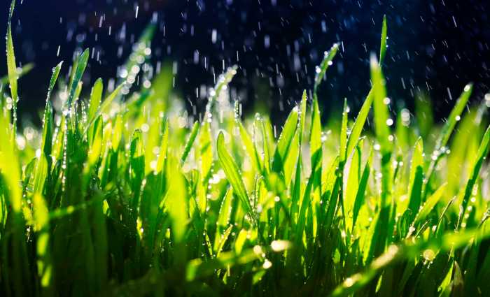 Is it okay to water plants at night