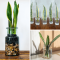 Can You Grow Snake Plant in Water?