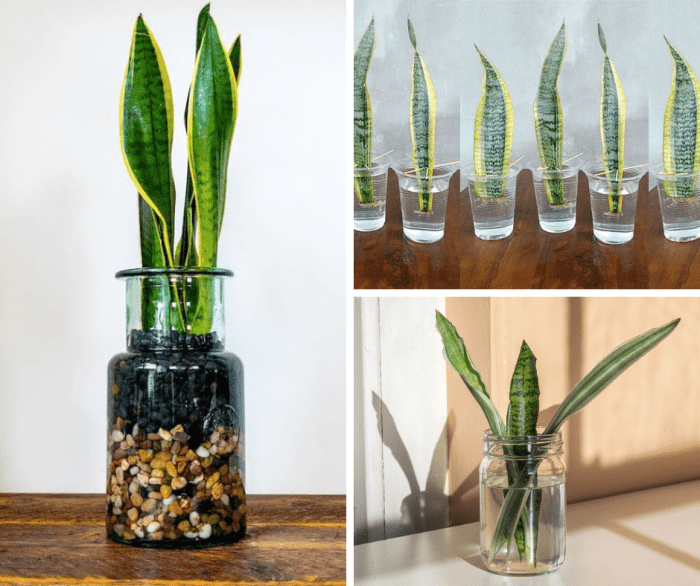 Can you grow snake plant in water