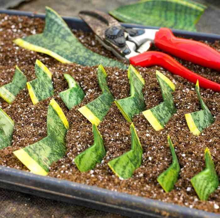 How to propagate a snake plant in water