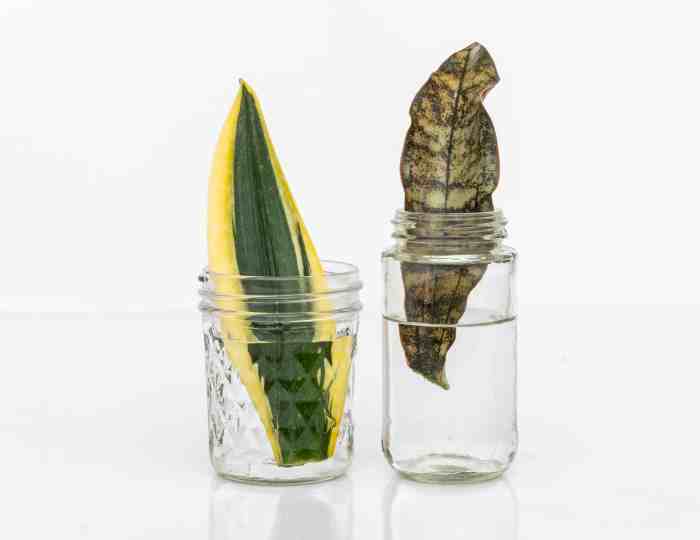 Can a snake plant live in water