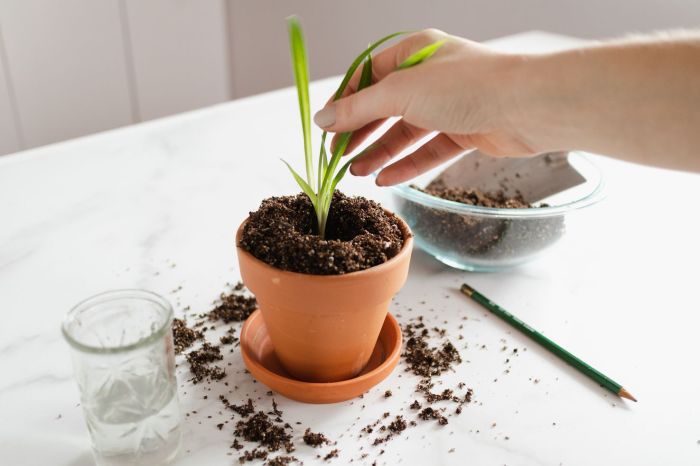 How to grow spider plants in water