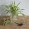 How to Water a Spider Plant