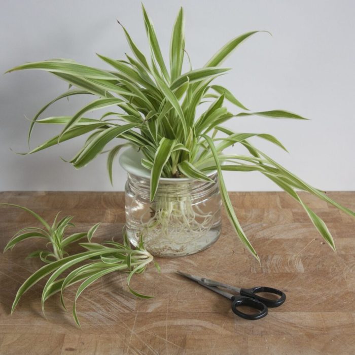 How to water a spider plant