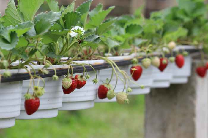 How to water strawberry plants