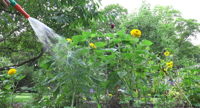 How often should you water a sunflower plant