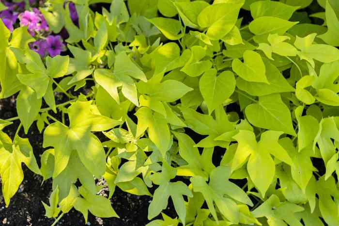 How to grow sweet potato plants in water