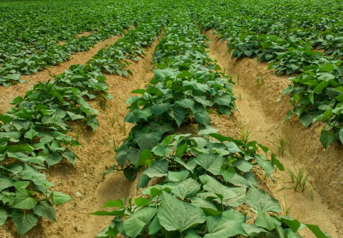 How to grow sweet potato plants in water