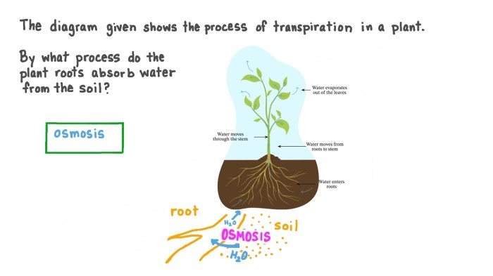 How do nonvascular plants get water