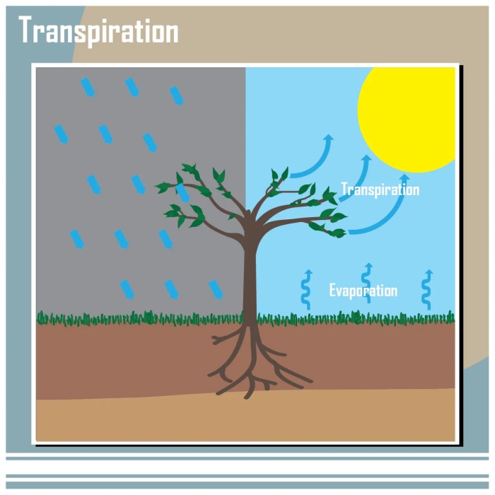 When water evaporates from plants