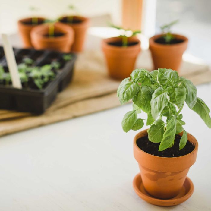 How often to water basil plant indoors