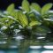 How to Plant Mint in Water