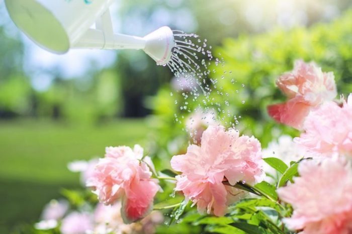 Will water from a water softener kill plants