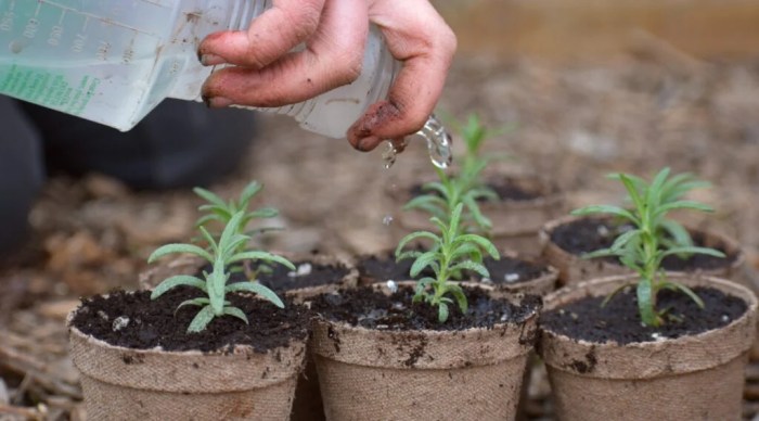 How often should you water a rosemary plant