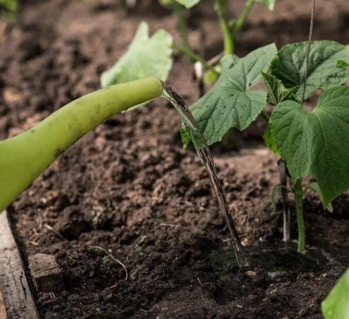 How much to water cucumber plants