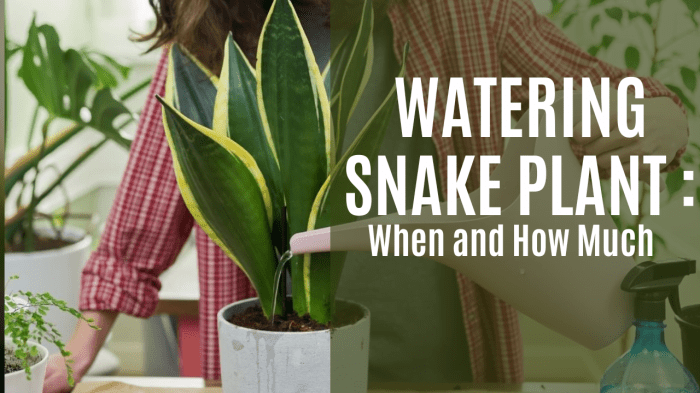 How often do i water my snake plant