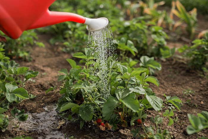 How to water strawberry plants