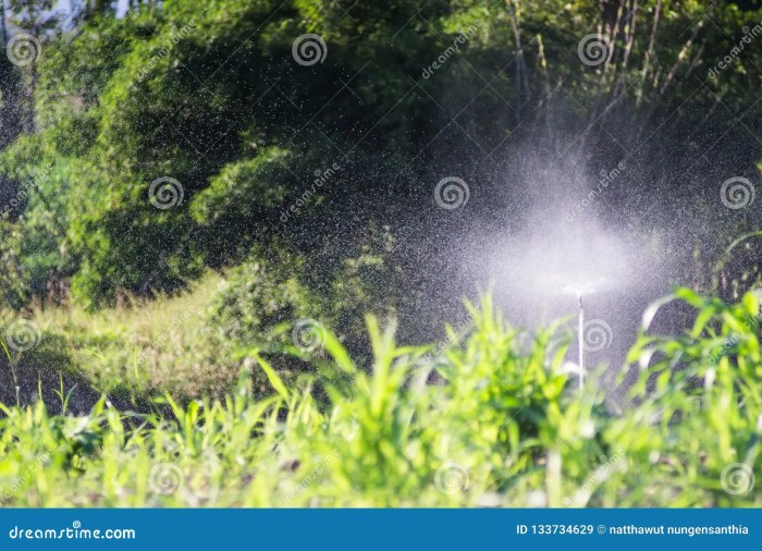 Is boiled corn water good for plants