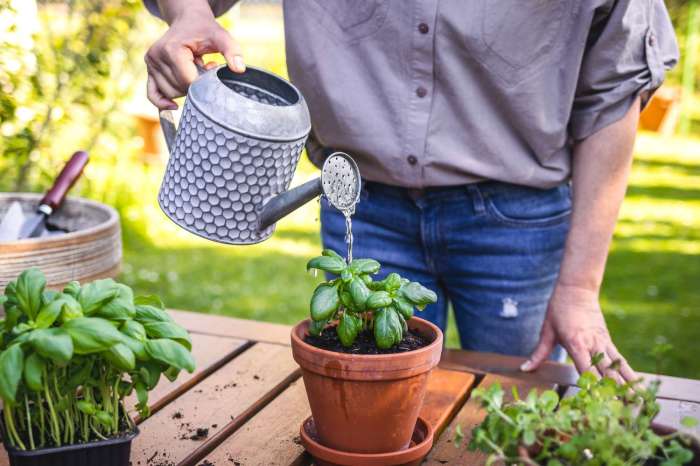 When is best to water plants