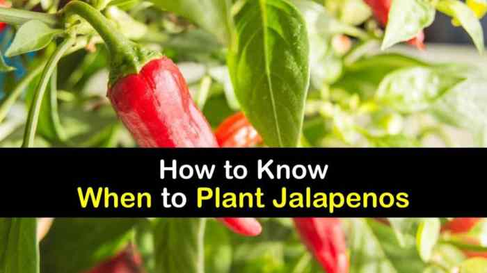 How much water do jalapeno plants need