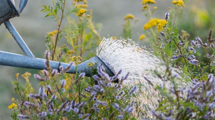 When is best to water plants